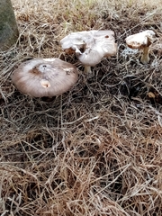 Pluteus cervinus