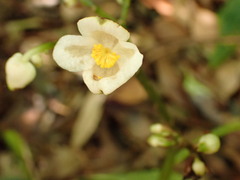 Begonia formosana