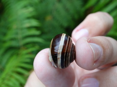Cepaea nemoralis