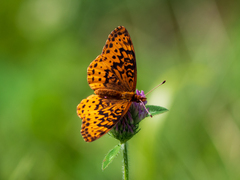 Boloria bellona