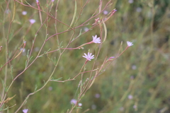 Epilobium brachycarpum