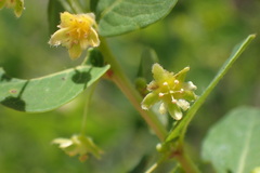 Phyllanthopsis phyllanthoides