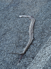 Pituophis catenifer catenifer