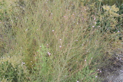Epilobium brachycarpum