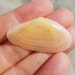 Bosemprella incarnata