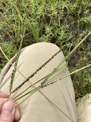 Paspalum notatum