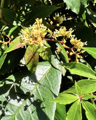 Parthenocissus quinquefolia