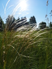 Stipa pennata