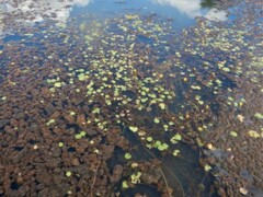 Nymphoides aurantiaca