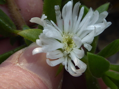 Delosperma tradescantioides