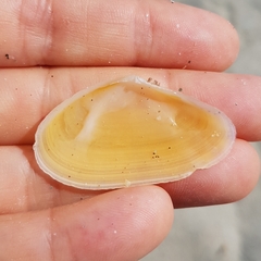 Bosemprella incarnata