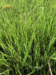 Paspalum notatum