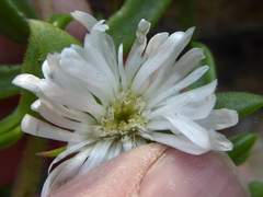 Delosperma tradescantioides