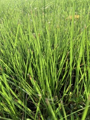 Paspalum notatum