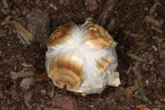 Agaricus deserticola