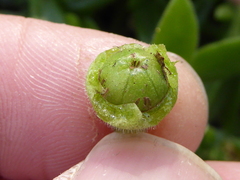 Delosperma tradescantioides