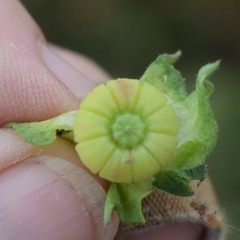 Malva multiflora