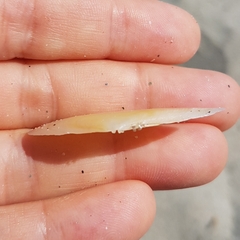 Bosemprella incarnata