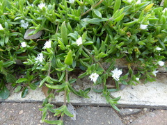 Delosperma tradescantioides