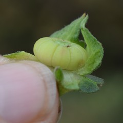 Malva multiflora
