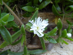 Delosperma tradescantioides