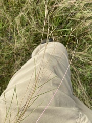 Digitaria ischaemum