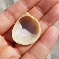 Laevicardium oblongum