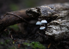 Mycena subcaerulea