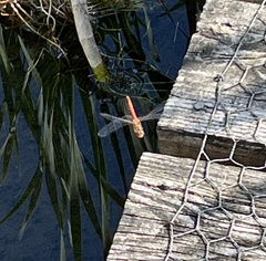 Sympetrum striolatum