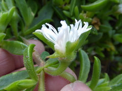 Delosperma tradescantioides