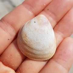 Laevicardium oblongum