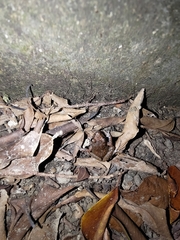 Eleutherodactylus planirostris