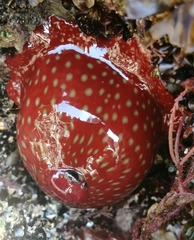 Actinia fragacea