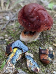 Neoboletus luridiformis