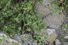 Malva multiflora
