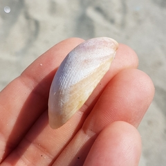 Laevicardium oblongum