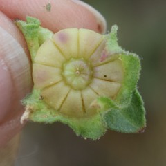 Malva multiflora