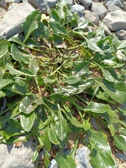 Beta vulgaris