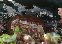 Actinia fragacea