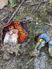 Neoboletus luridiformis