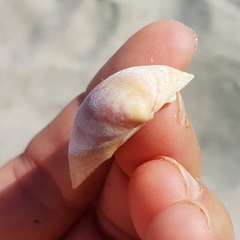 Laevicardium oblongum