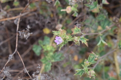 Malva multiflora