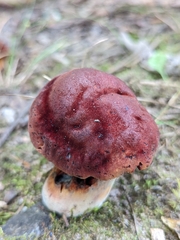 Neoboletus luridiformis