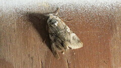 Sympistis chionanthi