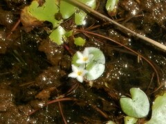 Nymphoides indica