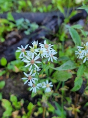 Symphyotrichum urophyllum