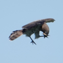 Circaetus gallicus