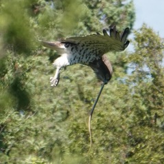 Circaetus gallicus