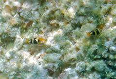 Cystiscus