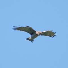Circaetus gallicus